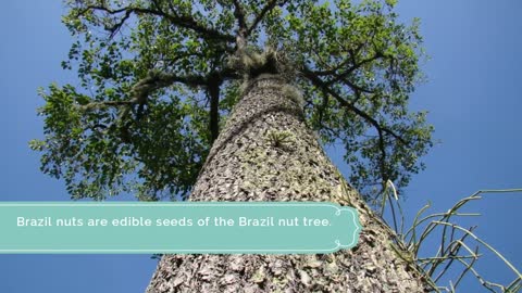 Interesting Facts About Brazil Nuts | Sincerely Nuts