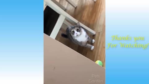 Funny and Cute Cats