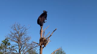 Bear Cubs Play King of the Tree