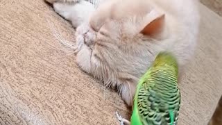 The bird is madly in love with the cat.