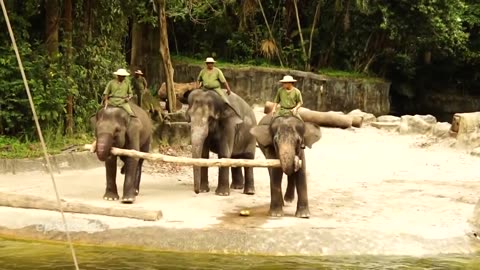 WOW Funny Elephant Show in Singapore Zoo 2023