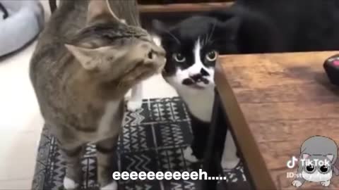 Cats talking !! these cats can speak english better than hooman