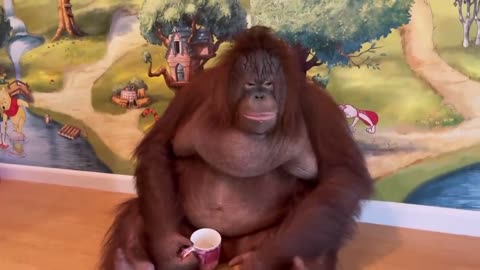 WOW!!amazing orangutan drinking coffe..(RAMBO)