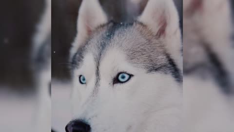 Siberian Husky Looking Around