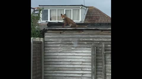 Random wild fox happily sits on backyard shed