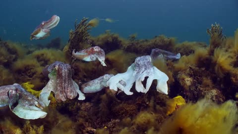 🌊 Epic Australian Cuttlefish Family Migration! 🦑💕 Watch Sepia apama Mating & Laying Eggs! 📽️