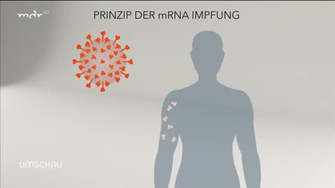 MSM berichtet: Spike-Protein wandert in andere Organe 💉