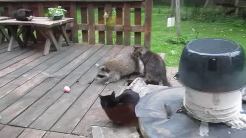 Raccoon steals prize egg from cat