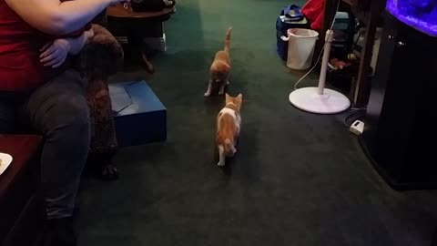 Pair of cats intensely chase laser dot
