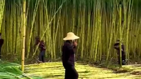 Harvesting of sugarcane