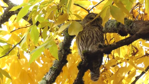An Oregon Barred Owl