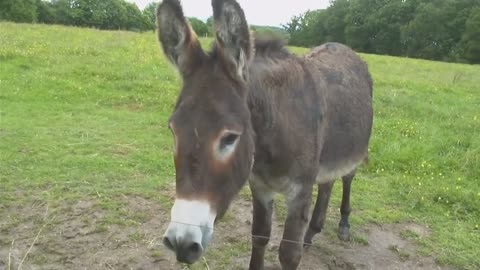 Horses make the funniest faces playing