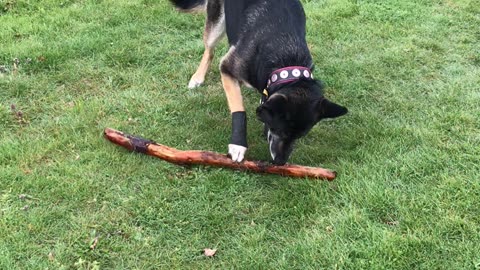 Fiona and her stick