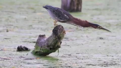 ‏ A bird "heron" when it sees its prey underwater, it stretches