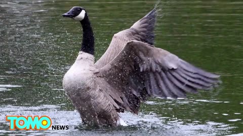 Eagle vs. Goose - Photographer captures brawl between American eagle and Canada Goose - TomoNews