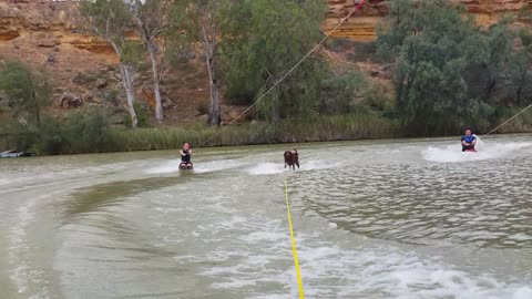 Water-skiing Labrador Shows Off Some Impressive Skills