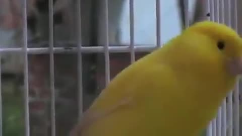 The sound of a fire canary