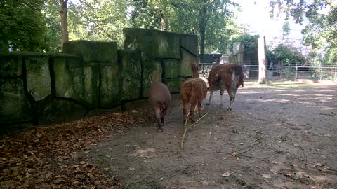 Interesting animals at the Artis Zoo