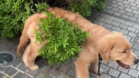 Watch Golden Retriever puppy grow up in 20s