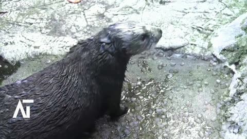 Stranded sea otter pups paired with surrogate moms at California aquarium 1 | Amaravati Today