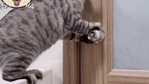 Cat open the doors very funny 🤣🤩 video😂😺 Must watch