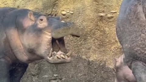 Baby hippo Fritz plays with big sister Fiona at Cincinnati zoo