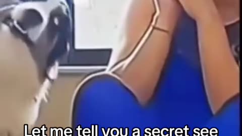 Dog has secret to tell - HILARIOUS!