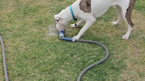 Vinny and the Sprinkler