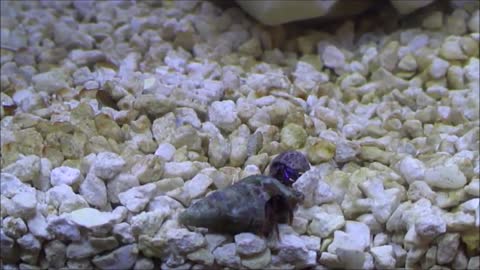 Hermit Crab uses rock to protect itself