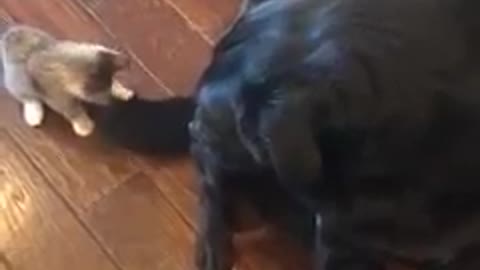 Big doggy confused by kitten playing with its tail