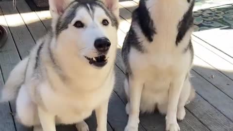 Male vs Female Husky Dog Tricks!!! WHO'S BETTER