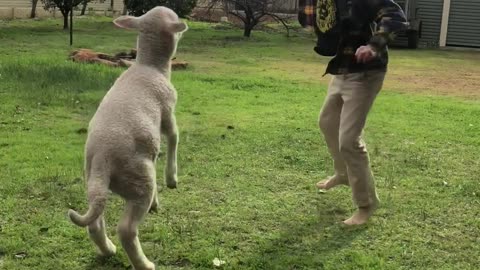 Boy and His Rescue Lamb Are Best Friends