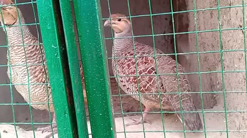 Small Turkeys Yells out In house