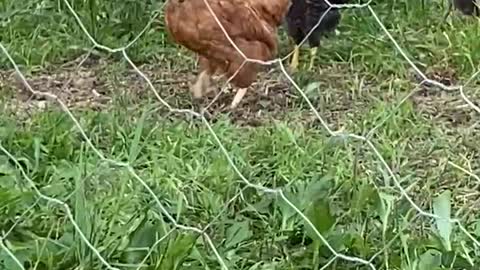 Chicken Pecking Order