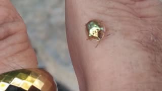 TW - 03-06 - Golden Ladybug