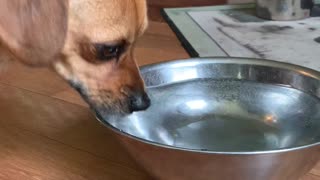 Dog Doesn't Drink Normally