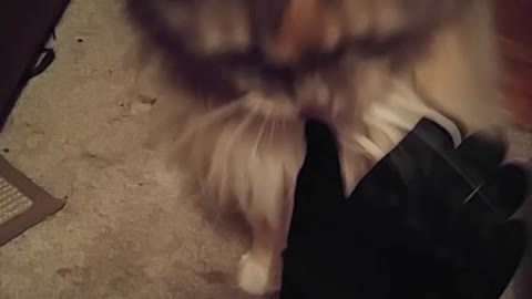 Cat Doesn't like Glove