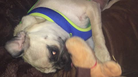 Pug puppy crazy about new toy!