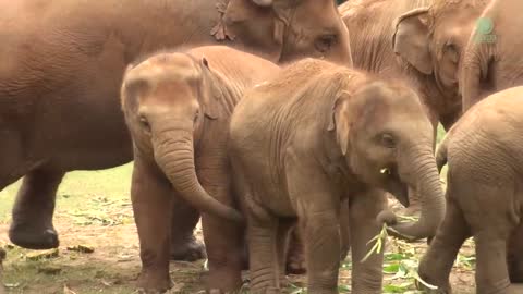Baby Elephant Wan Mai Run To See Her Friend And Have A Conversation