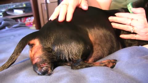 Dachshund- 2nd Puppy Birth