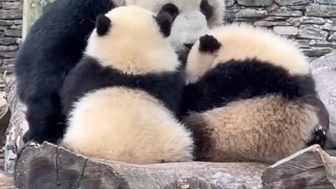 Panda Su Lin's cubs breastfeed