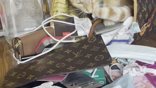 Cat Loves Louis Vuitton