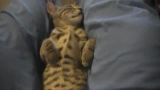 Cat sleeping