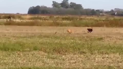 CACHORRO GALGO CAÇANDO LEBRE, QUEM CORRE MAIS? - GALGOS Y LIEBRES