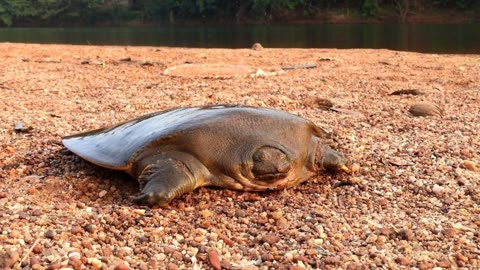 From Myth to Reality: Scientists Uncover Hidden Turtle Paradise in Kerala’s Rivers