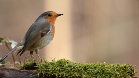 Bird Feeding On Grass#