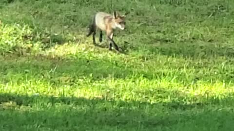 Fox in the Catskills