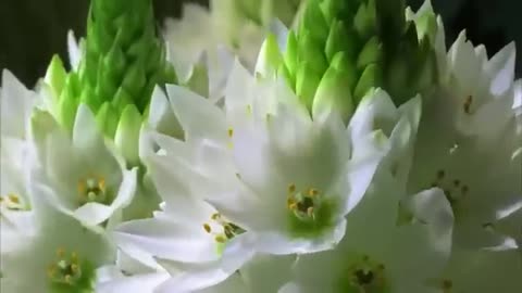 Beautiful Flower / Nature