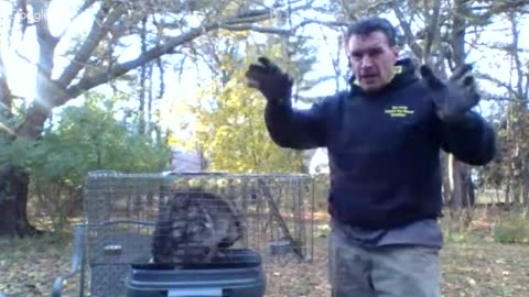 Expert Tips for Trapping Raccoons: A Step-by-Step Guide CALL (862) 658-2086