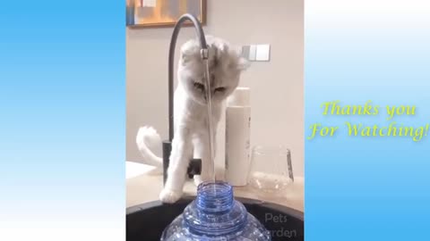 Funny_and_Cute_Cat's_Life_👯😺_Cats_and_Owners_are_the_best_friends_Videos(360p) PART 5
